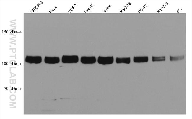 KDM1 Antibody in Western Blot (WB)