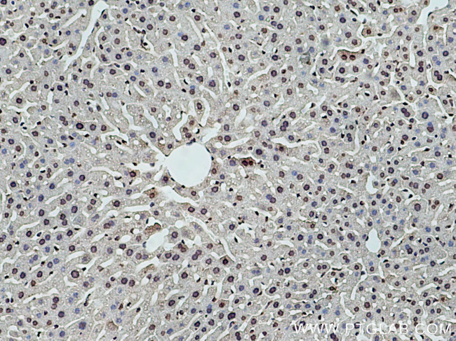 DNASE1L3 Antibody in Immunohistochemistry (Paraffin) (IHC (P))