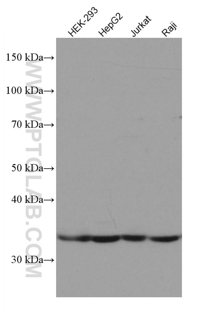 DNASE1L3 Antibody in Western Blot (WB)