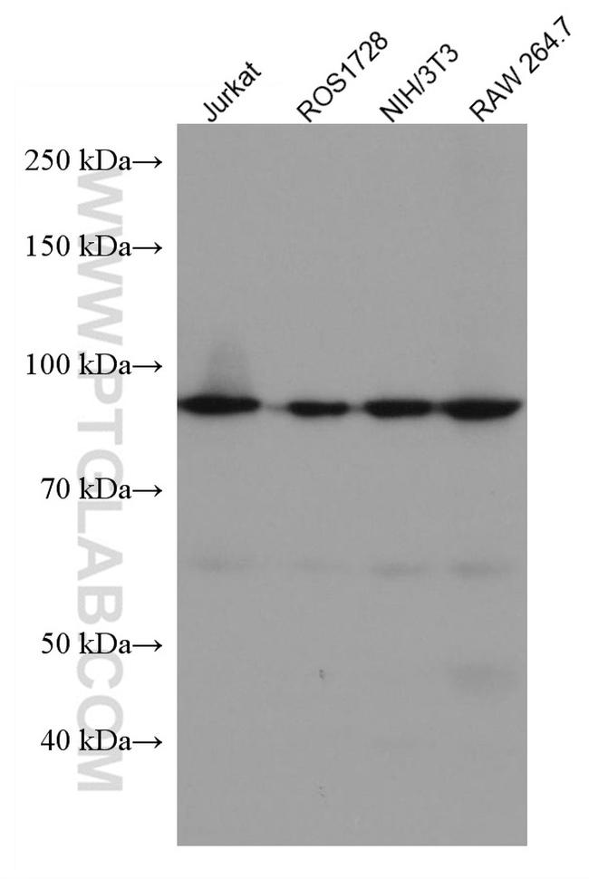 MCM5 Antibody in Western Blot (WB)