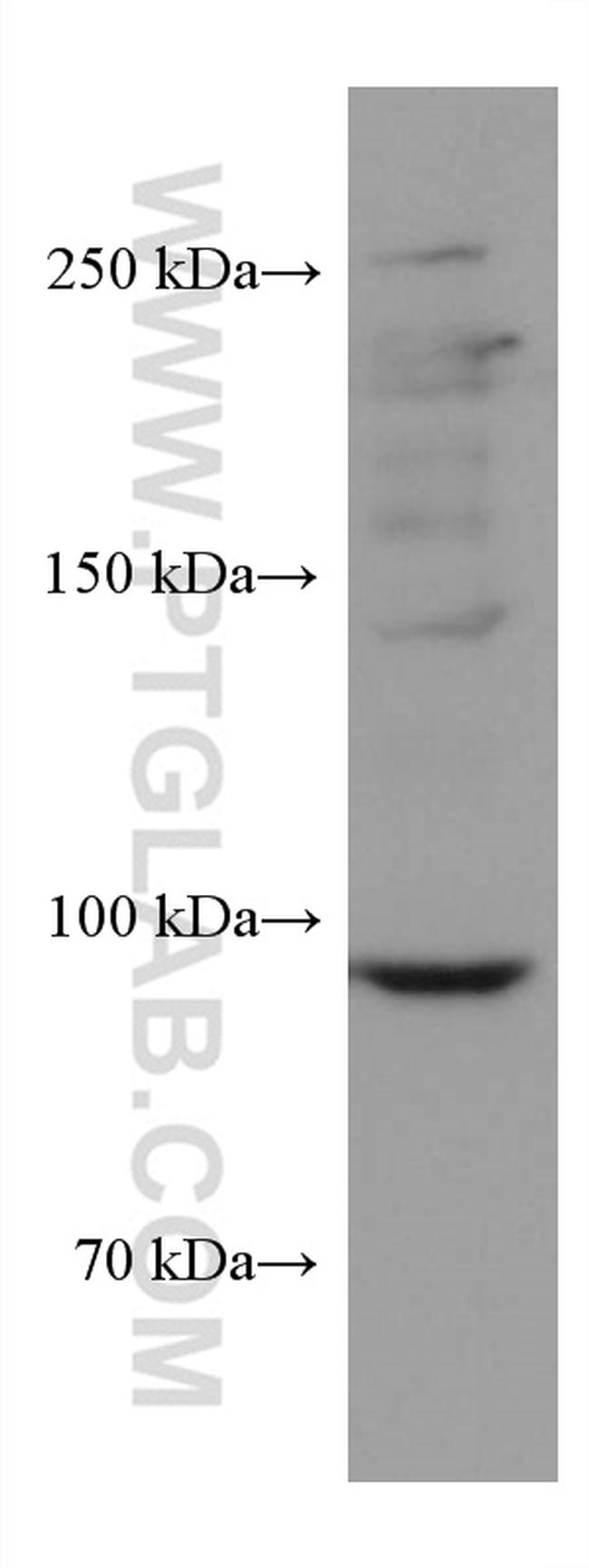 CNTROB Antibody in Western Blot (WB)