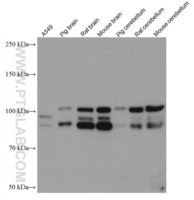 PDE4D Antibody in Western Blot (WB)