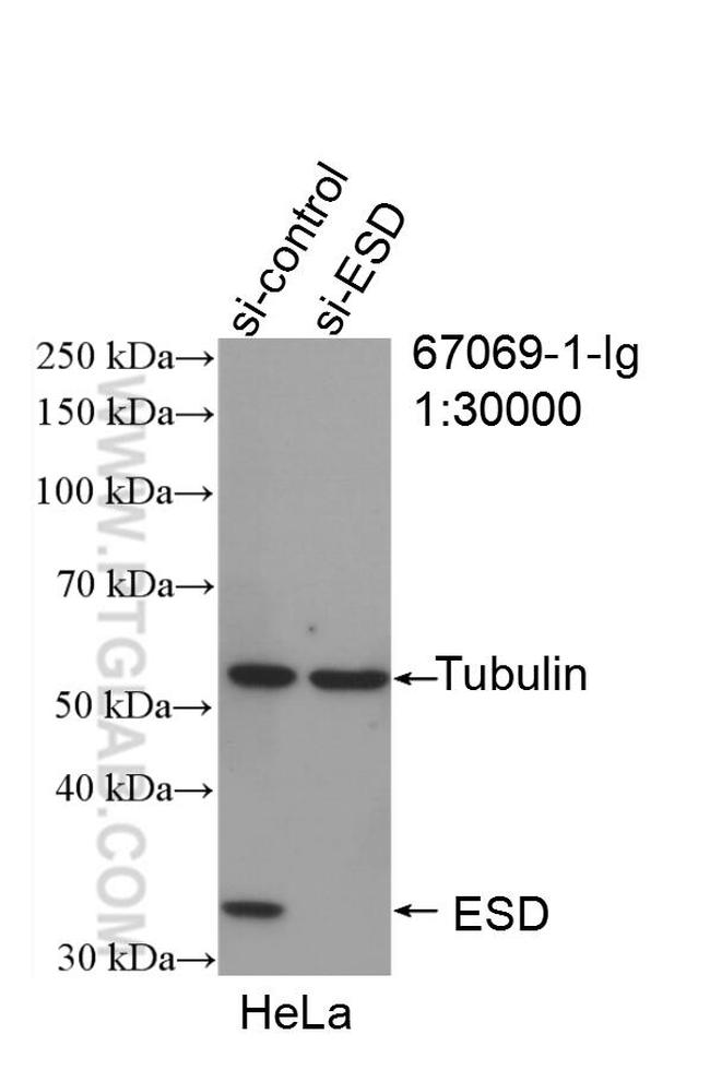 ESD Antibody in Western Blot (WB)