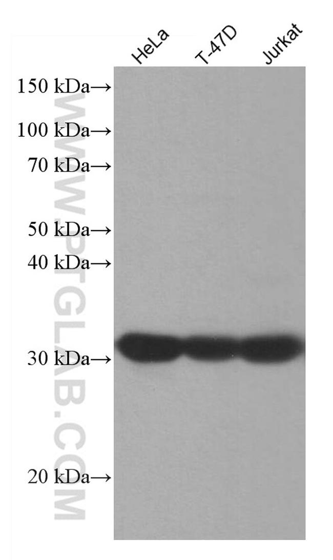 PPP1CA Antibody in Western Blot (WB)