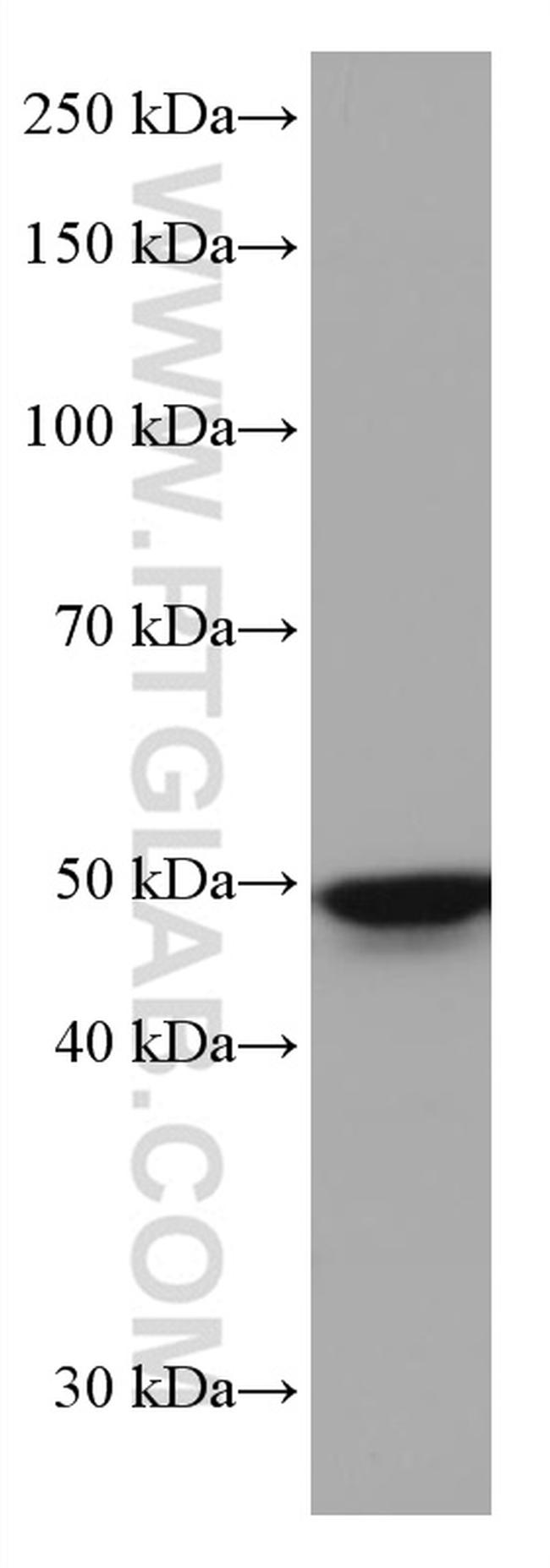 TFAP2A/AP-2 Antibody in Western Blot (WB)