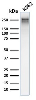 Spectrin Alpha 1 (Erythrocyte Marker) Antibody in Western Blot (WB)