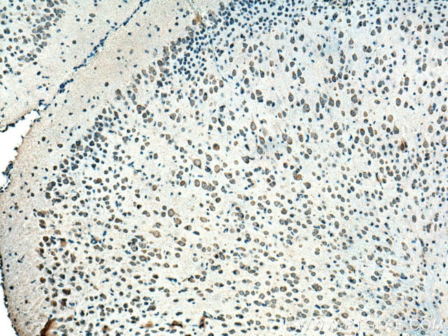 CNTN2 Antibody in Immunohistochemistry (Paraffin) (IHC (P))