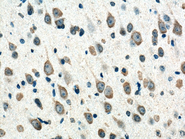 CNTN2 Antibody in Immunohistochemistry (Paraffin) (IHC (P))