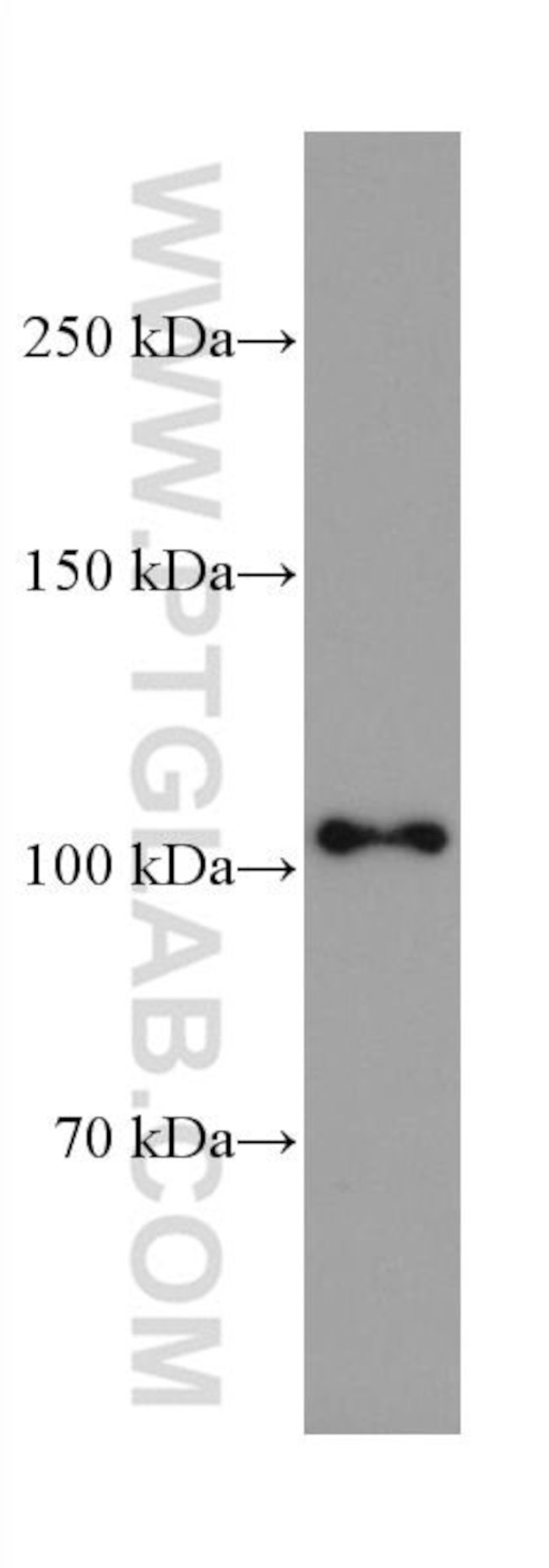 CNTN2 Antibody in Western Blot (WB)