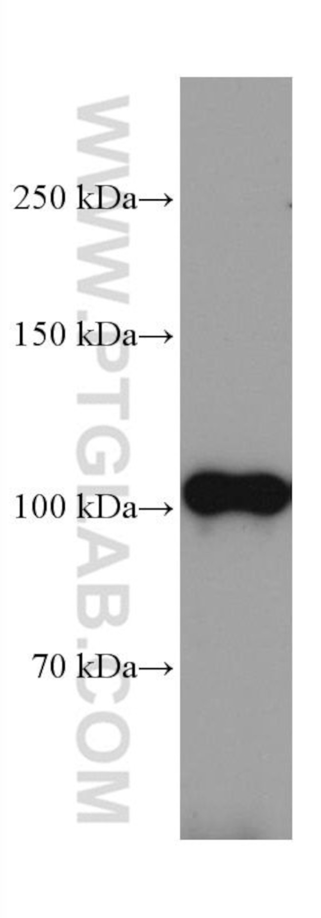 CNTN2 Antibody in Western Blot (WB)