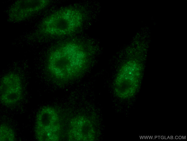 HORMAD1 Antibody in Immunocytochemistry (ICC/IF)