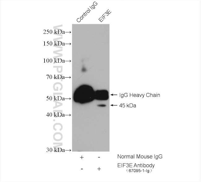 EIF3E Antibody in Immunoprecipitation (IP)