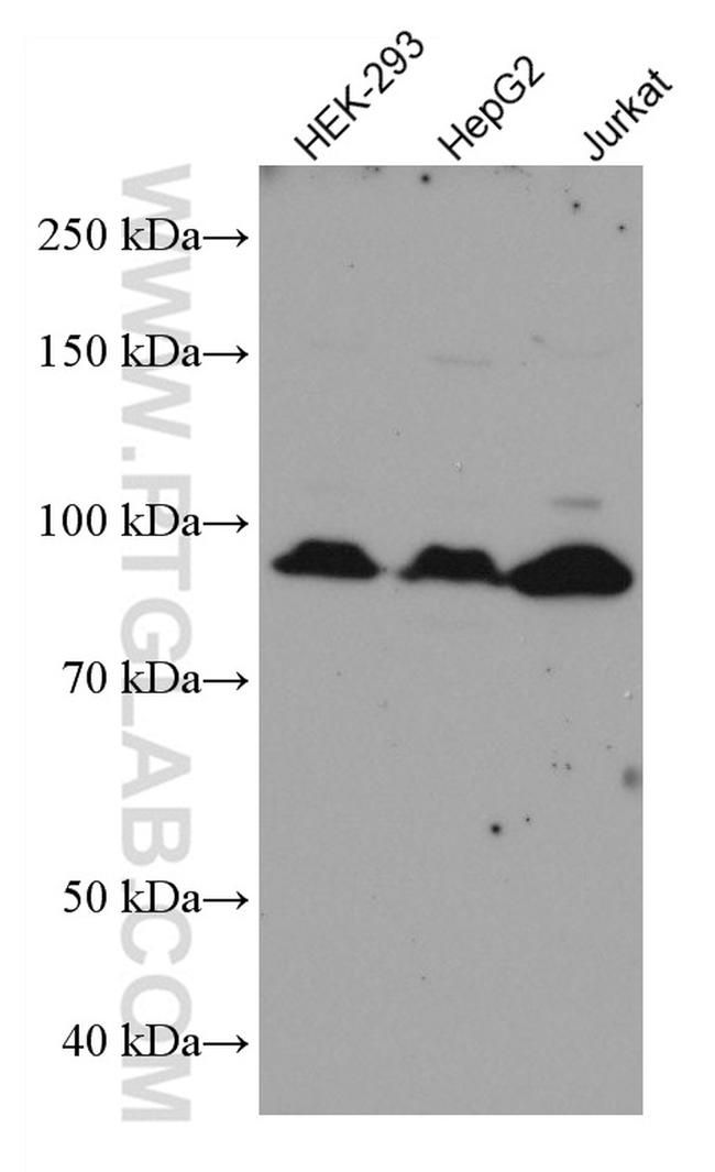 ATG9A Antibody in Western Blot (WB)