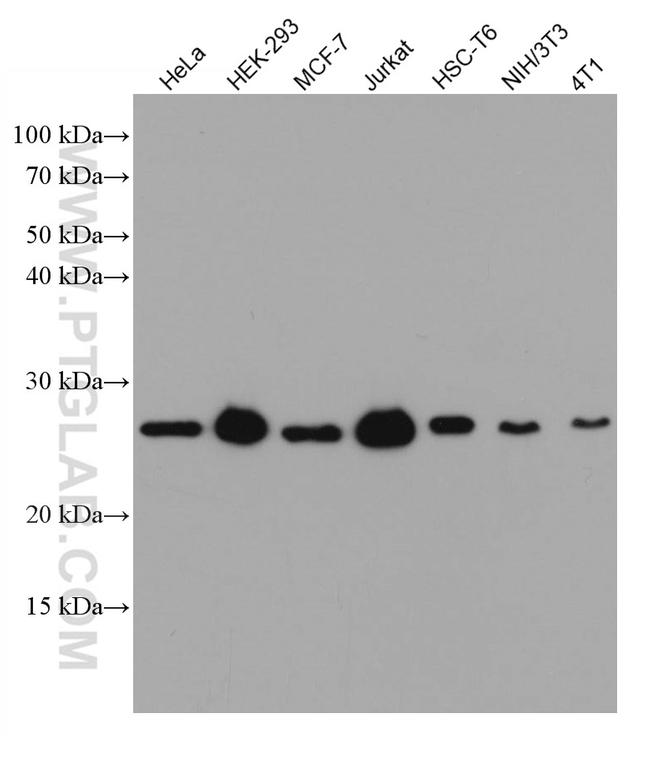 MAD2L2 Antibody in Western Blot (WB)