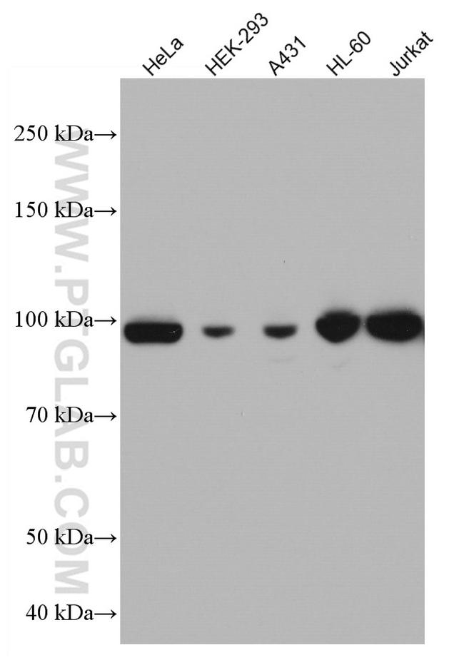 MCM4 Antibody in Western Blot (WB)