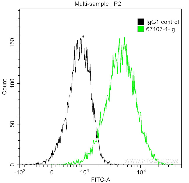 Calpastatin Antibody in Flow Cytometry (Flow)