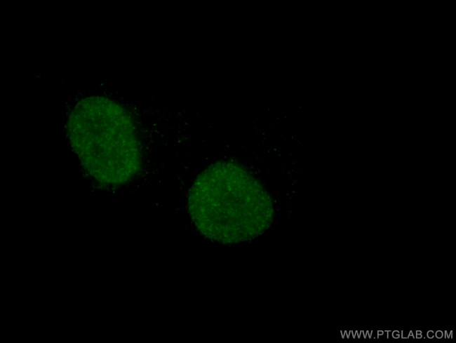 HOXA7 Antibody in Immunocytochemistry (ICC/IF)