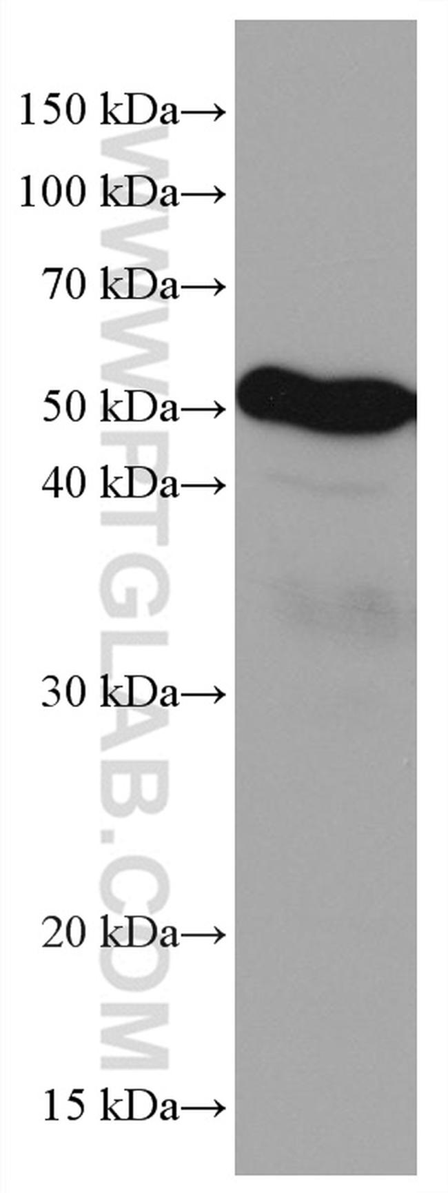 LILRB4 Antibody in Western Blot (WB)