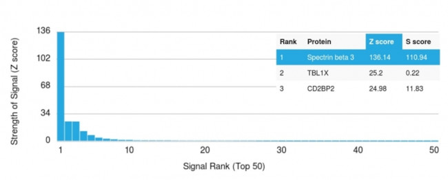 Spectrin beta III (SPTBN2) Antibody in Peptide array (ARRAY)