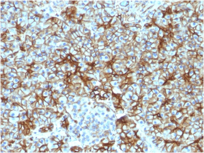 Spectrin beta III (SPTBN2) Antibody in Immunohistochemistry (Paraffin) (IHC (P))