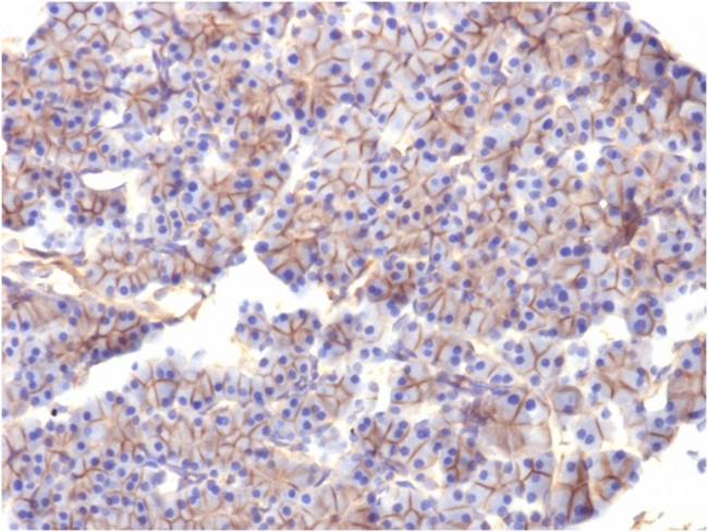 Spectrin beta III (SPTBN2) Antibody in Immunohistochemistry (Paraffin) (IHC (P))