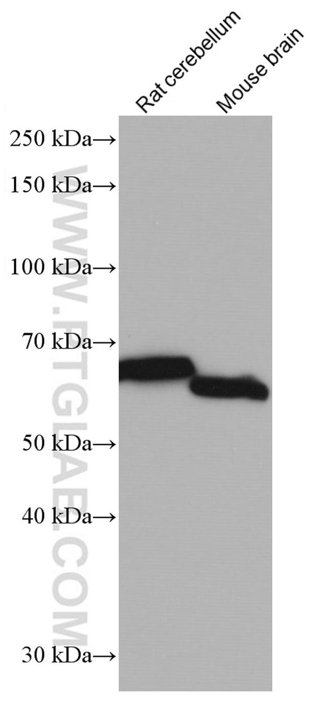 INA Antibody in Western Blot (WB)