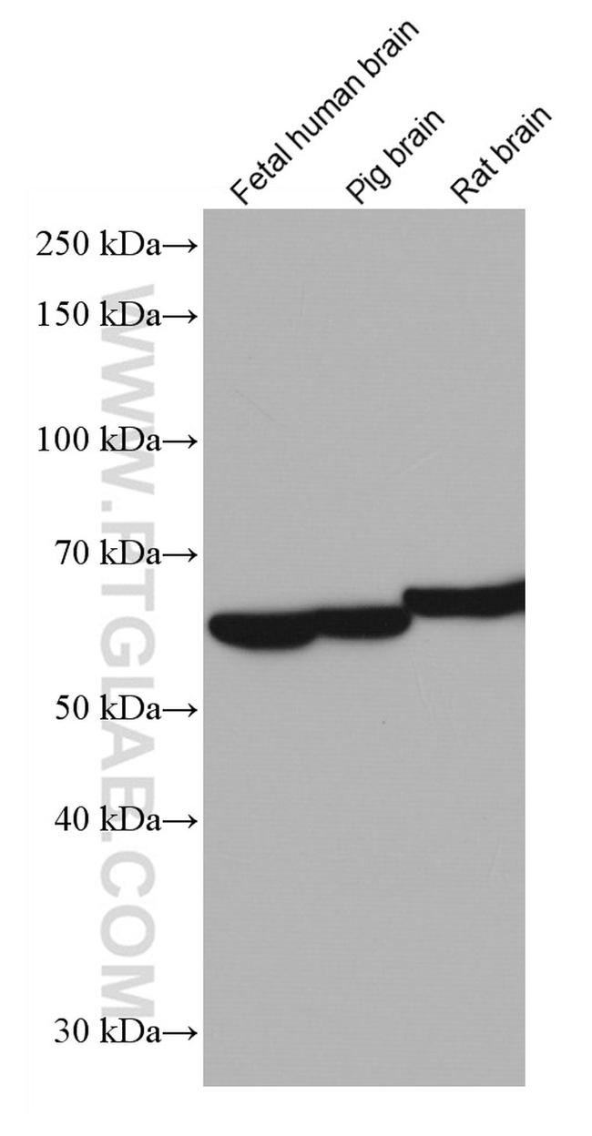 INA Antibody in Western Blot (WB)