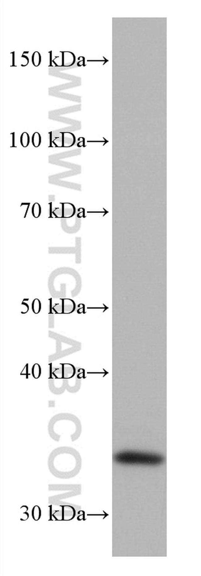 EHF Antibody in Western Blot (WB)