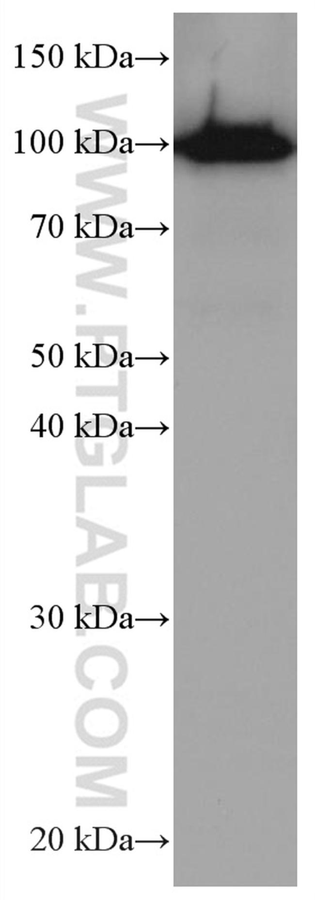 SFPQ Antibody in Western Blot (WB)