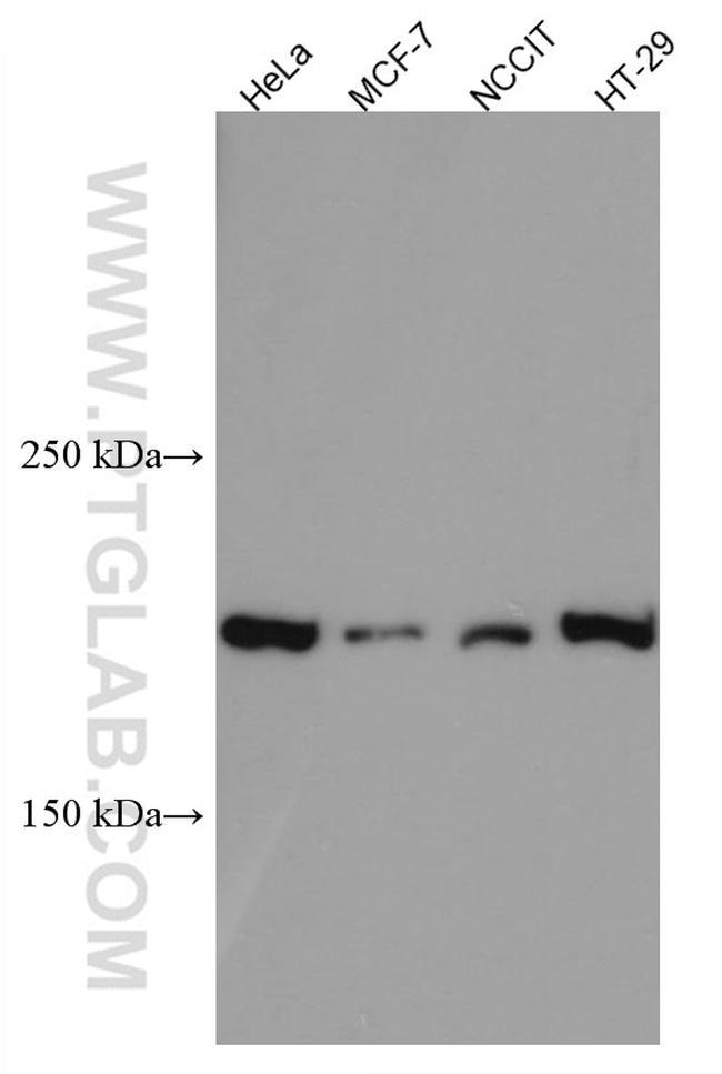 Ninein Antibody in Western Blot (WB)