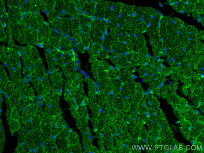 FXYD1 Antibody in Immunohistochemistry (Paraffin) (IHC (P))