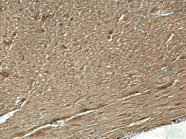 FXYD1 Antibody in Immunohistochemistry (Paraffin) (IHC (P))