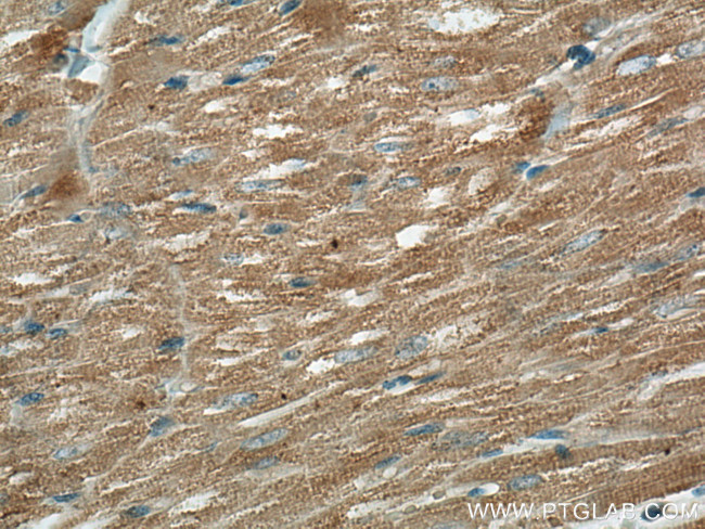 FXYD1 Antibody in Immunohistochemistry (Paraffin) (IHC (P))