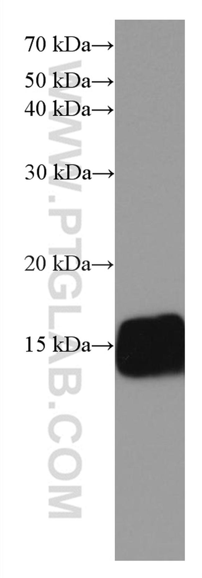 FXYD1 Antibody in Western Blot (WB)