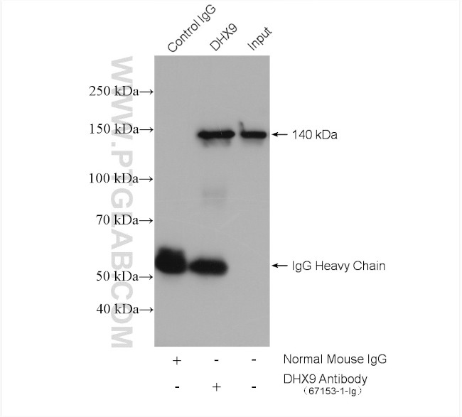 DHX9 Antibody in Immunoprecipitation (IP)