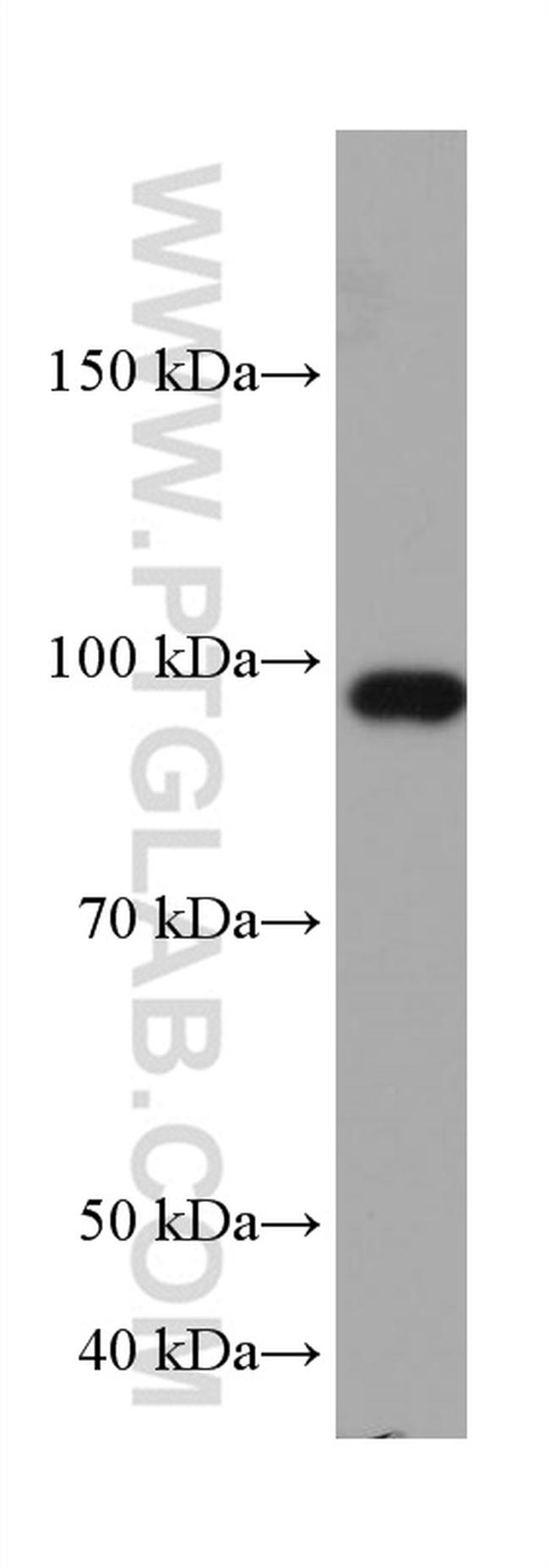 RASEF Antibody in Western Blot (WB)