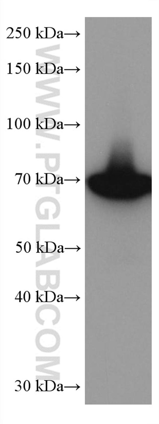 GBP1 Antibody in Western Blot (WB)