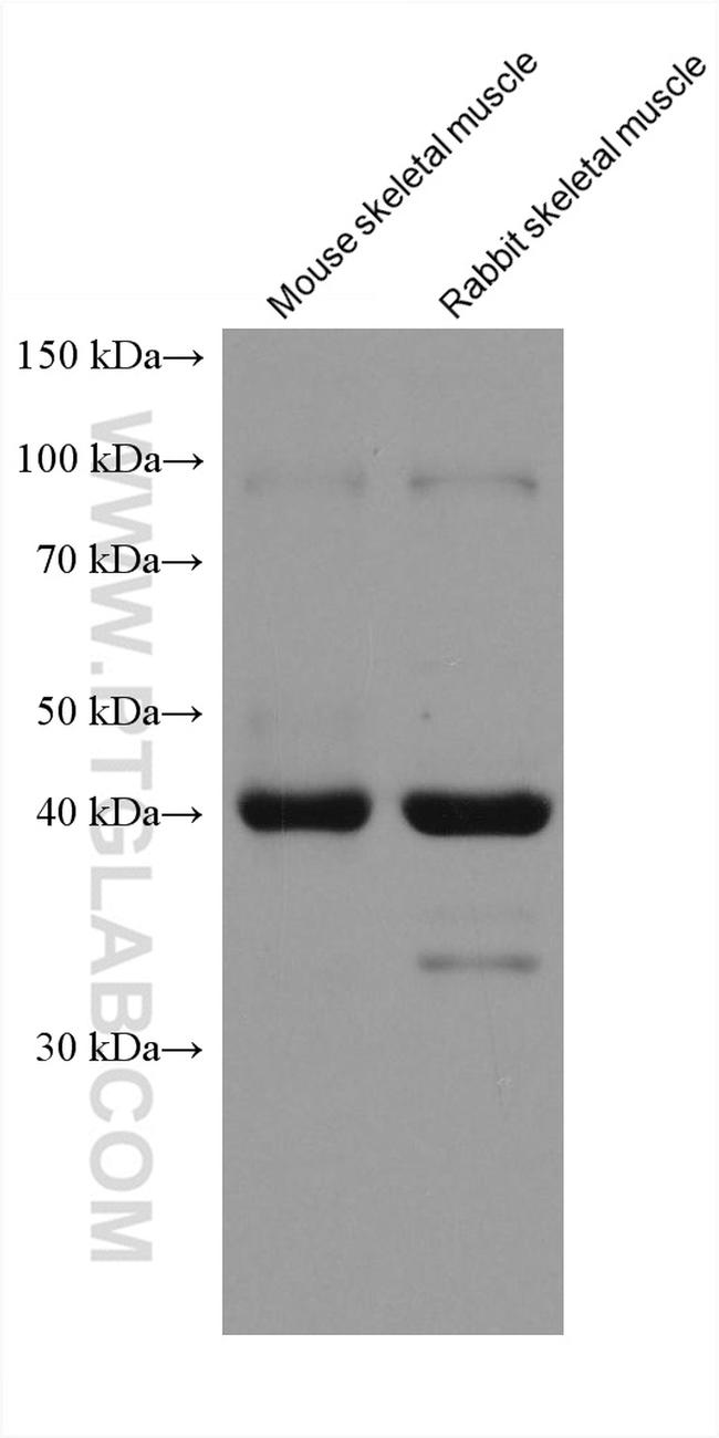 FBXO32 Antibody in Western Blot (WB)