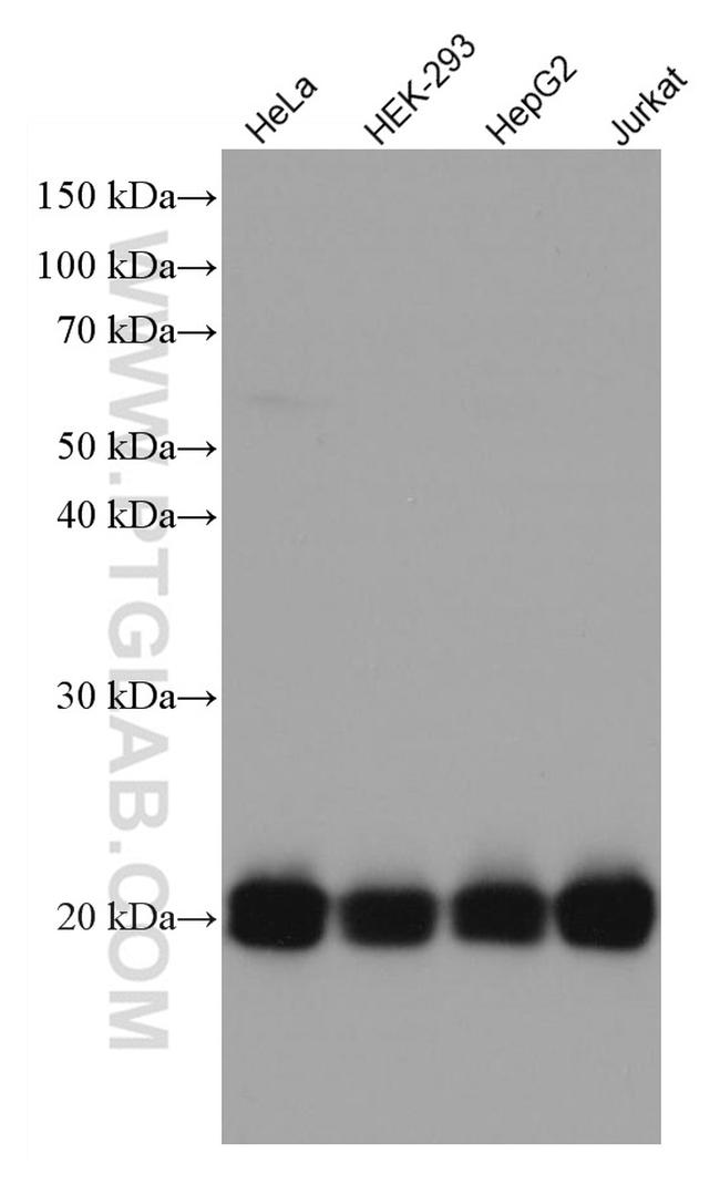 RAP1B Antibody in Western Blot (WB)