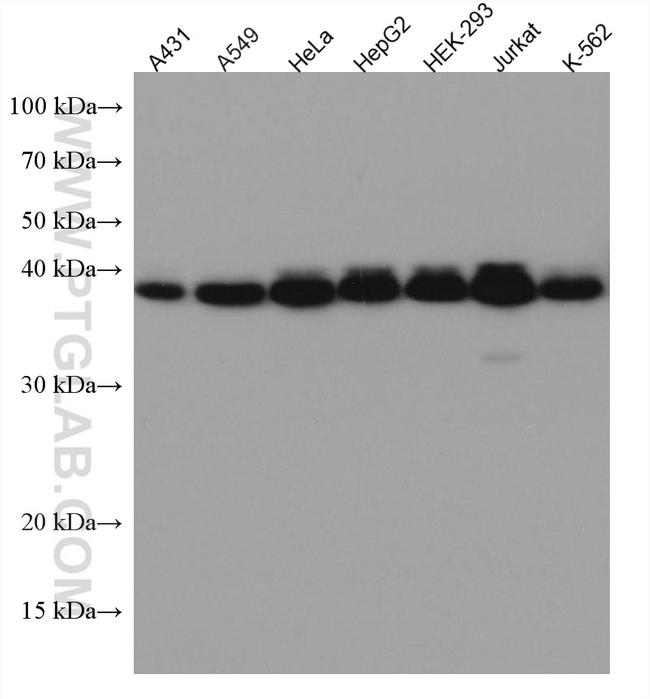 SHARPIN Antibody in Western Blot (WB)