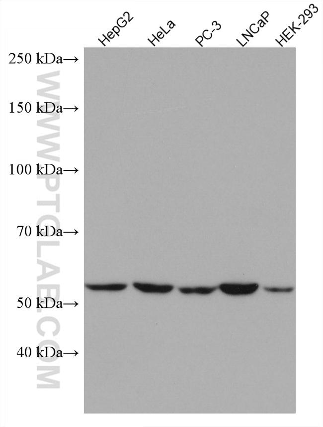 GPI Antibody in Western Blot (WB)