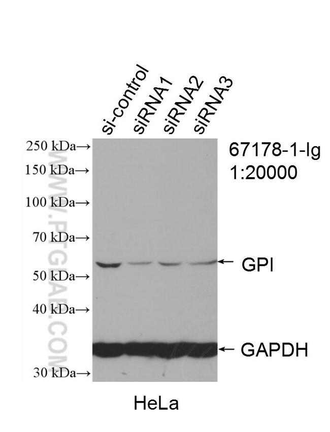 GPI Antibody in Western Blot (WB)