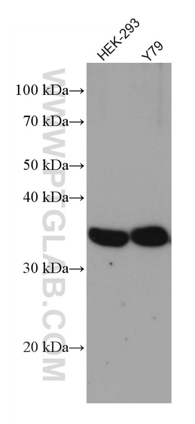 GAS1 Antibody in Western Blot (WB)