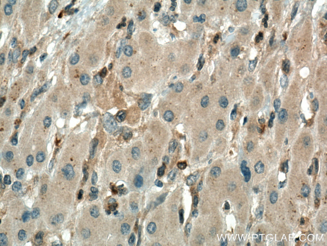 Cytohesin 2 Antibody in Immunohistochemistry (Paraffin) (IHC (P))