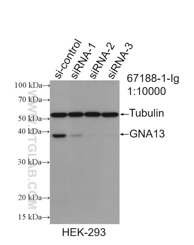 GNA13 Antibody in Western Blot (WB)