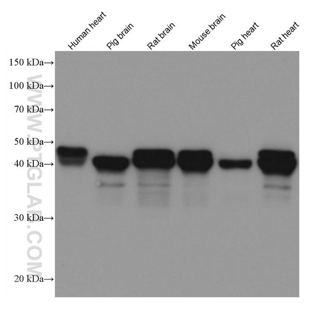 NDRG2 Antibody in Western Blot (WB)