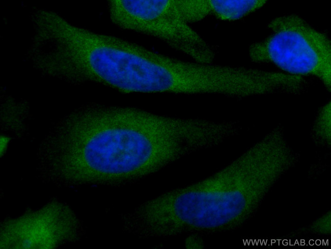 NUFIP2 Antibody in Immunocytochemistry (ICC/IF)