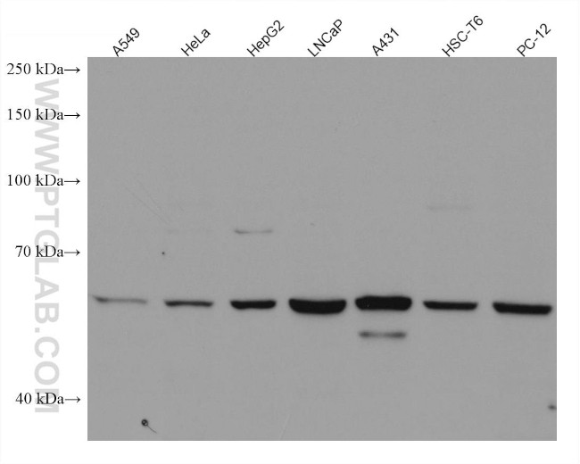 YES1 Antibody in Western Blot (WB)