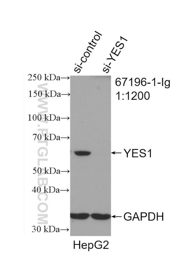 YES1 Antibody in Western Blot (WB)