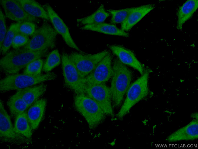 EIF4G1 Antibody in Immunocytochemistry (ICC/IF)